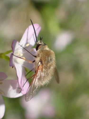 Bombylius sp.